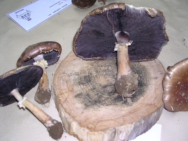 STROPHARIA RUGOSOANNULATA